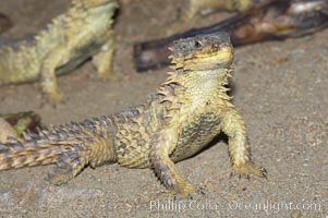 Sungazer lizard, Cordylus giganteus