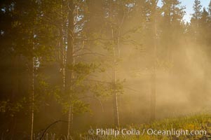 Sunlight and steam, early morning, Lower Geyser Basin, Yellowstone National Park, Wyoming