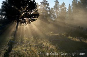 Sunlight and steam, early morning, Lower Geyser Basin, Yellowstone National Park, Wyoming