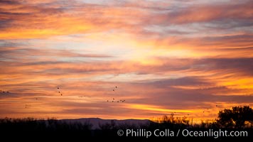 Sunrise and colorful clouds fill the sky, Bosque Del Apache, Socorro, New Mexico