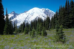 Mount Rainier rises above a field of lupine, summer, Sunrise, Mount Rainier National Park, Washington