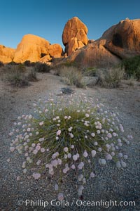 Sunrise and flowering plant, a beautiful desert southwest scene in Joshua Tree National Park, California