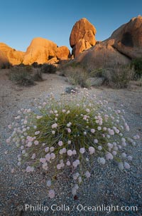Sunrise and flowering plant, a beautiful desert southwest scene in Joshua Tree National Park, California