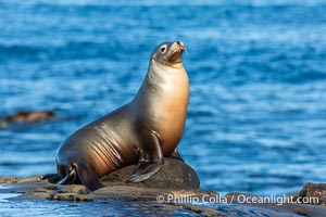 Sunrise Portrait of California Sea Lion at La Jolla Cove on the Point La Jolla Reef, Zalophus californianus