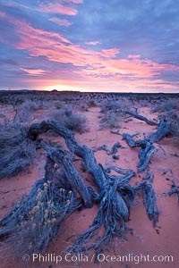 Sunrise over the South Coyote Buttes, Paria Canyon-Vermilion Cliffs Wilderness, Arizona