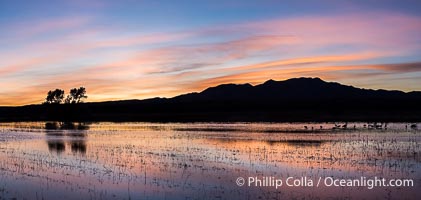 Sunset at Bosque del Apache National Wildlife Refuge.  Spectacular sunsets at Bosque del Apache, rich in reds, oranges, yellows and purples, make for striking reflections of the thousands of cranes and geese found in the refuge each winter, Chen caerulescens, Socorro, New Mexico