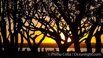 Sunset and Coral trees, San Diego Embarcadero Marina Park.