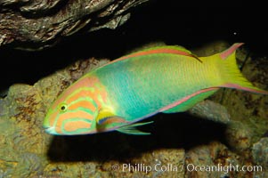 Sunset wrasse, Thalassoma lutescens