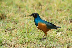 Superb Starling, Amboseli National Park, Kenya, Lamprotornis superbus