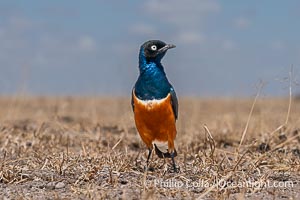 Superb Starling, Lamprotornis superbus, Amboseli National Park