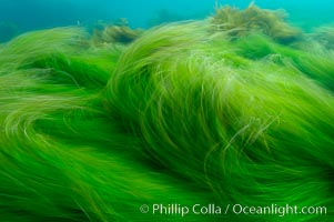 Surf grass on the rocky reef -- appearing blurred in this time exposure -- is tossed back and forth by powerful ocean waves passing by above.  San Clemente Island, Phyllospadix