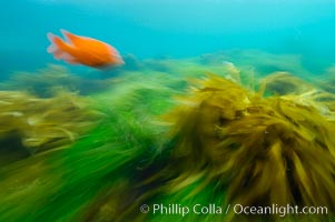 A garibaldi fish (orange), surf grass (green) and palm kelp (brown) on the rocky reef -- all appearing blurred in this time exposure -- are tossed back and forth by powerful ocean waves passing by above.  San Clemente Island, Hypsypops rubicundus, Phyllospadix