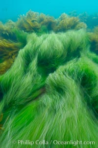 Surf grass on the rocky reef -- appearing blurred in this time exposure -- is tossed back and forth by powerful ocean waves passing by above.  San Clemente Island, Phyllospadix