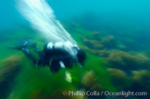 A SCUBA diver exhales a breath of air as he swims over surf grass on the rocky reef.  All appears blurred in this time exposure, as they are moved by powerful ocean waves passing by above.  San Clemente Island, Phyllospadix