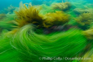 Surf grass on the rocky reef -- appearing blurred in this time exposure -- is tossed back and forth by powerful ocean waves passing by above.  San Clemente Island. Phyllospadix.