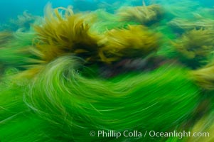 Surf grass on the rocky reef -- appearing blurred in this time exposure -- is tossed back and forth by powerful ocean waves passing by above.  San Clemente Island, Phyllospadix