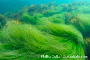 Surf grass on the rocky reef -- appearing blurred in this time exposure -- is tossed back and forth by powerful ocean waves passing by above.  San Clemente Island, Phyllospadix