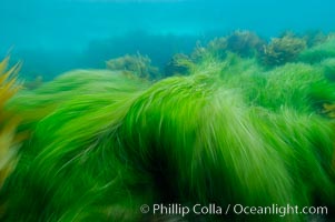 Surf grass on the rocky reef -- appearing blurred in this time exposure -- is tossed back and forth by powerful ocean waves passing by above.  San Clemente Island, Phyllospadix