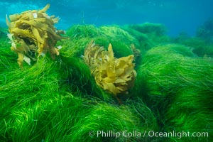 Southern sea palm (yellow) and surf grass (green), shallow water, San Clemente Island, Eisenia arborea, Phyllospadix