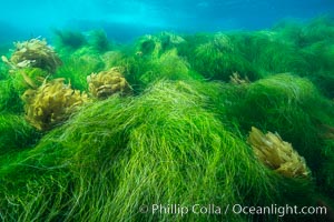 Southern sea palm (yellow) and surf grass (green), shallow water, San Clemente Island, Eisenia arborea, Phyllospadix