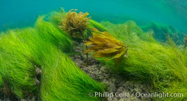 Southern sea palm (yellow) and surf grass (green), shallow water, San Clemente Island, Eisenia arborea, Phyllospadix