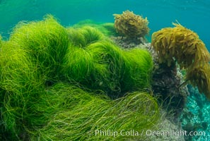 Southern sea palm (yellow) and surf grass (green), shallow water, San Clemente Island, Eisenia arborea, Phyllospadix