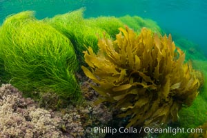 Southern sea palm (yellow) and surf grass (green), shallow water, San Clemente Island, Eisenia arborea, Phyllospadix