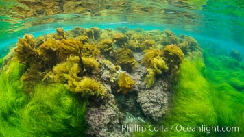 Southern sea palm (yellow) and surf grass (green), shallow water, San Clemente Island, Eisenia arborea, Phyllospadix