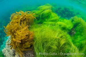 Southern sea palm (yellow) and surf grass (green), shallow water, San Clemente Island, Eisenia arborea, Phyllospadix