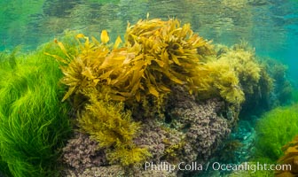 Southern sea palm (yellow) and surf grass (green), shallow water, San Clemente Island, Eisenia arborea, Phyllospadix