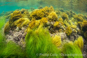 Southern sea palm (yellow) and surf grass (green), shallow water, San Clemente Island, Eisenia arborea, Phyllospadix