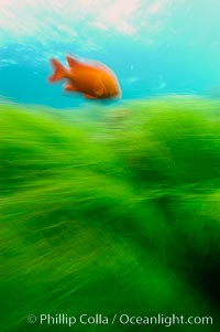 A garibaldi fish (orange) and surf grass (green) on the rocky reef -- appearing blurred in this time exposure -- are tossed back and forth by powerful ocean waves passing by above.  San Clemente Island, Hypsypops rubicundus, Phyllospadix