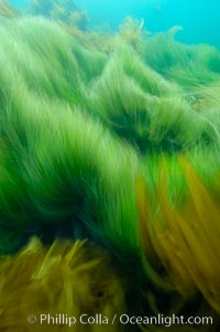 Surf grass on the rocky reef -- appearing blurred in this time exposure -- is tossed back and forth by powerful ocean waves passing by above.  San Clemente Island, Phyllospadix