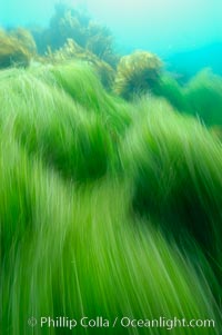 Surf grass on the rocky reef -- appearing blurred in this time exposure -- is tossed back and forth by powerful ocean waves passing by above.  San Clemente Island, Phyllospadix