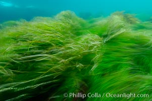 Surf grass on the rocky reef -- appearing blurred in this time exposure -- is tossed back and forth by powerful ocean waves passing by above.  San Clemente Island, Phyllospadix