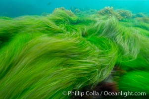 Surf grass on the rocky reef -- appearing blurred in this time exposure -- is tossed back and forth by powerful ocean waves passing by above.  San Clemente Island, Phyllospadix