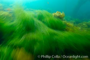 Surf grass on the rocky reef -- appearing blurred in this time exposure -- is tossed back and forth by powerful ocean waves passing by above.  San Clemente Island, Phyllospadix