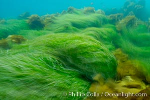 Surf grass on the rocky reef -- appearing blurred in this time exposure -- is tossed back and forth by powerful ocean waves passing by above.  San Clemente Island, Phyllospadix