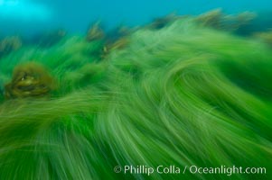 Surf grass on the rocky reef -- appearing blurred in this time exposure -- is tossed back and forth by powerful ocean waves passing by above.  San Clemente Island, Phyllospadix