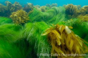 Surf grass (green) and palm kelp (brown) on the rocky reef -- appearing blurred in this time exposure -- are tossed back and forth by powerful ocean waves passing by above.  San Clemente Island, Phyllospadix