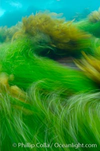 Surf grass (green) and palm kelp (brown) on the rocky reef -- appearing blurred in this time exposure -- are tossed back and forth by powerful ocean waves passing by above.  San Clemente Island, Phyllospadix