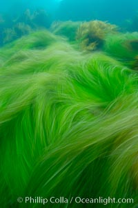 Surf grass on the rocky reef -- appearing blurred in this time exposure -- is tossed back and forth by powerful ocean waves passing by above.  San Clemente Island, Phyllospadix