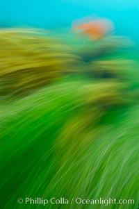 A garibaldi fish (orange), surf grass (green) and palm kelp (brown) on the rocky reef -- all appearing blurred in this time exposure -- are tossed back and forth by powerful ocean waves passing by above.  San Clemente Island, Hypsypops rubicundus, Phyllospadix