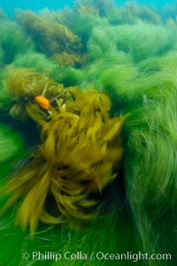 Surf grass (green) and palm kelp (brown) on the rocky reef -- appearing blurred in this time exposure -- are tossed back and forth by powerful ocean waves passing by above.  San Clemente Island, Phyllospadix