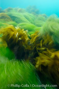 Surf grass (green) and palm kelp (brown) on the rocky reef -- appearing blurred in this time exposure -- are tossed back and forth by powerful ocean waves passing by above.  San Clemente Island, Phyllospadix