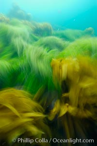 Surf grass (green) and palm kelp (brown) on the rocky reef -- appearing blurred in this time exposure -- are tossed back and forth by powerful ocean waves passing by above.  San Clemente Island, Phyllospadix