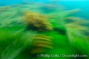 Surf grass (green) and palm kelp (brown) on the rocky reef -- appearing blurred in this time exposure -- are tossed back and forth by powerful ocean waves passing by above.  San Clemente Island, Phyllospadix