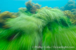 Surf grass on the rocky reef -- appearing blurred in this time exposure -- is tossed back and forth by powerful ocean waves passing by above.  San Clemente Island, Phyllospadix