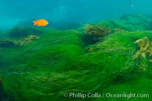 A garibaldi fish swims over surf grass on the rocky reef.  San Clemente Island, Hypsypops rubicundus, Phyllospadix