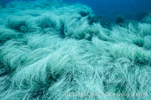 Surf grass, Phyllospadix, Guadalupe Island (Isla Guadalupe)